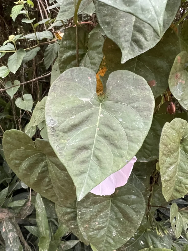 Ipomoea tiliacea (3)