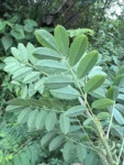 Indigofera suffruticosa (7)