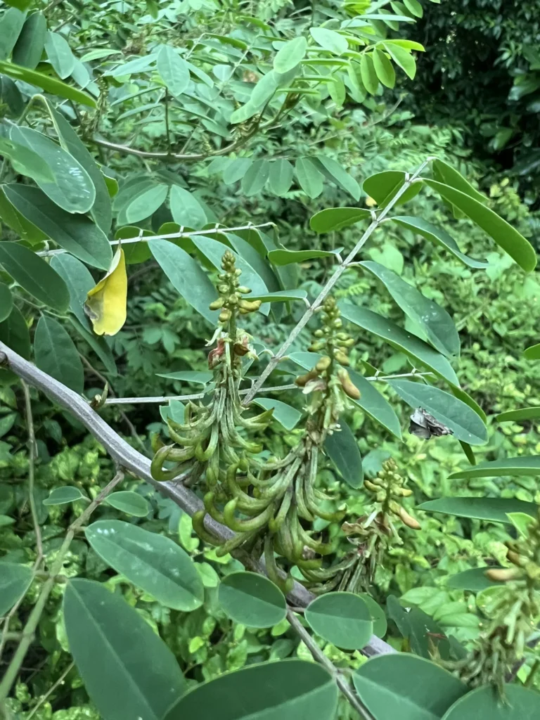Indigofera suffruticosa (2)