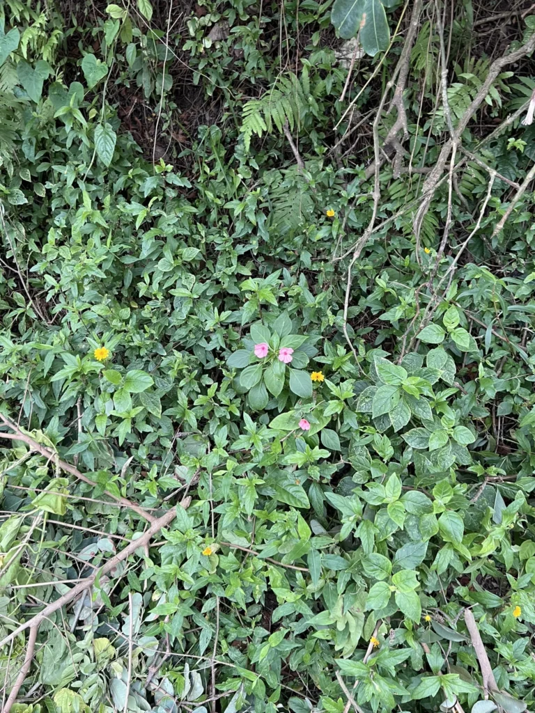 Impatiens walleriana (1)