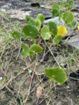 Hydrocotyle bonariensis (3)