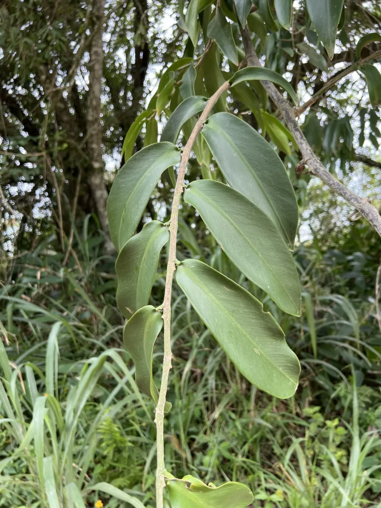 Heteropsis rigidifolia (12)
