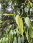 Heteropsis rigidifolia (10)