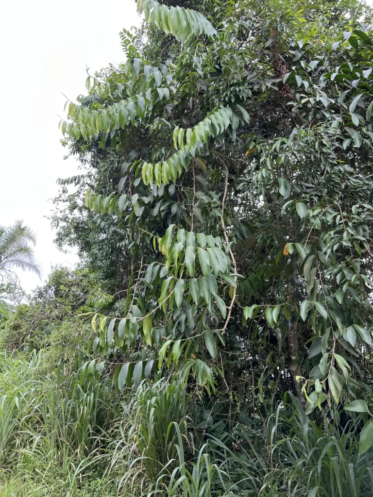 Heteropsis rigidifolia (7)