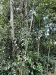 Heteropsis rigidifolia (1)