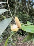 Heteropsis rigidifolia (2)