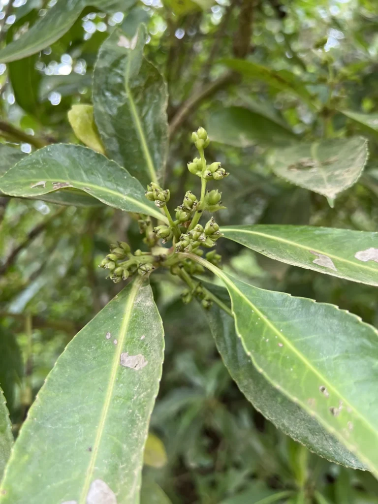 Hedyosmum brasiliense (3)
