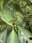 Hedyosmum brasiliense (4)