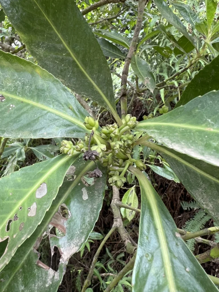 Hedyosmum brasiliense (5)