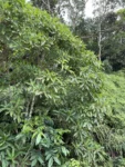 Hedyosmum brasiliense (1)