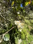 Eugenia uniflora (6)