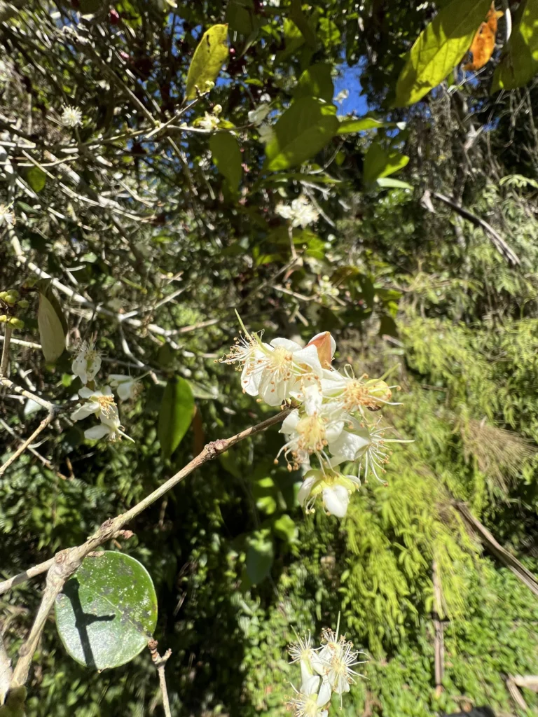 Eugenia uniflora (6)