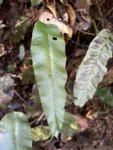 Diplazium plantaginifolium (6)