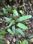 Diplazium plantaginifolium (2)