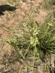 Cyperus luzulae (11)