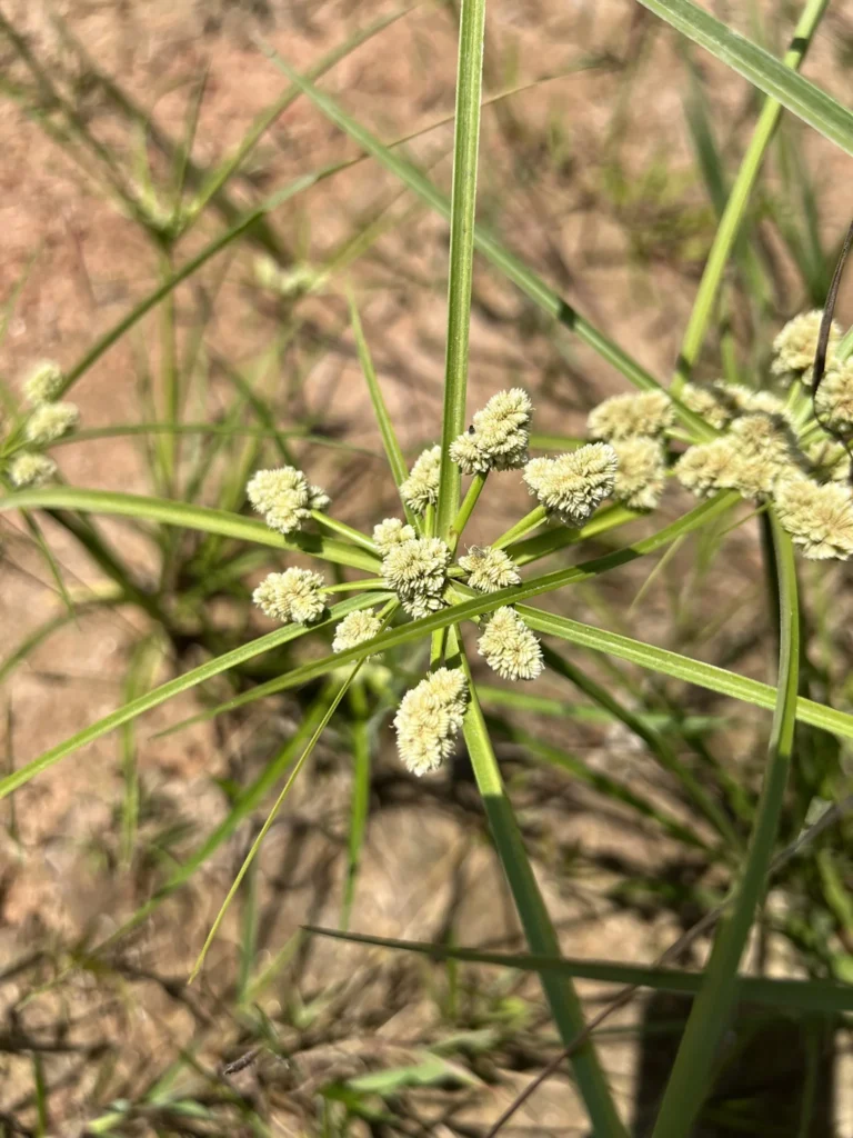 Cyperus luzulae (9)
