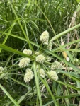 Cyperus luzulae (6)