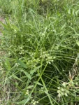 Cyperus luzulae (8)