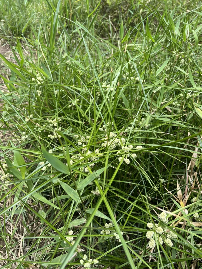 Cyperus luzulae (8)