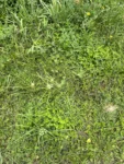 Cyperus luzulae (1)