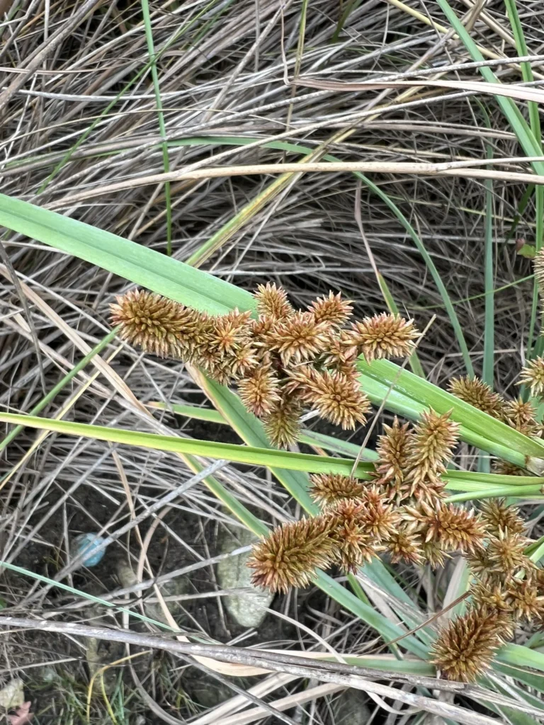 Cyperus ligularis (3)