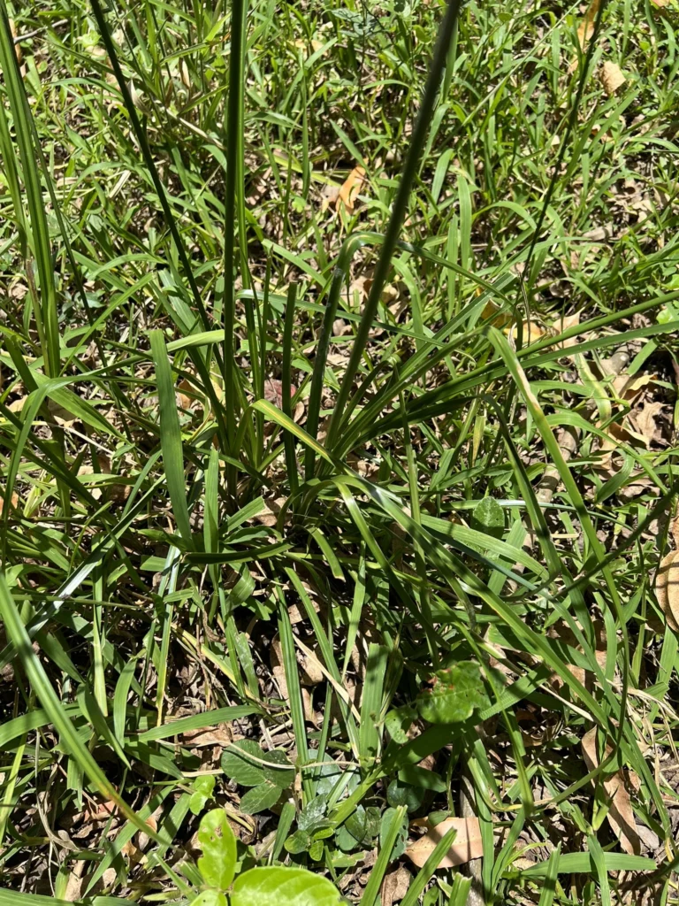 Cyperus entrerianus (8)