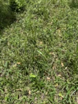 Cyperus entrerianus (5)