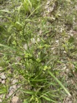 Cyperus entrerianus (3)