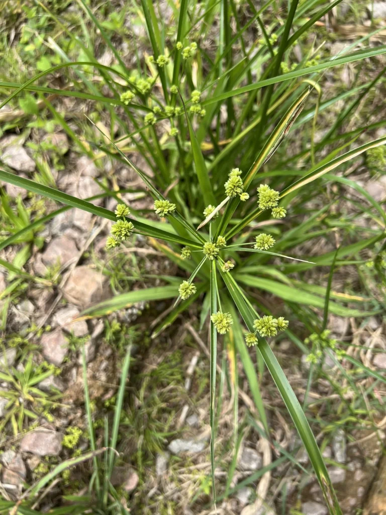 Cyperus entrerianus (4)