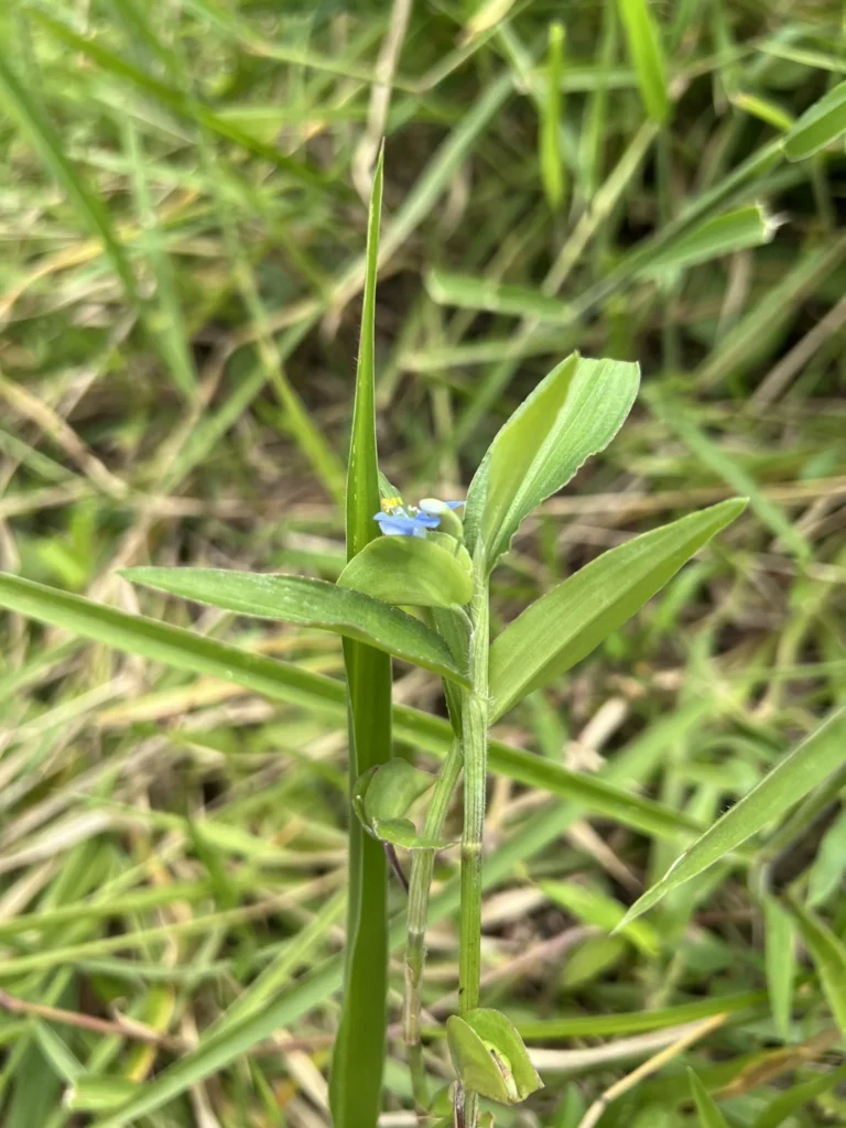 Commelina longicaullis (6)