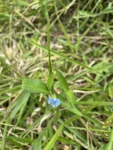 Commelina longicaullis (4)
