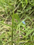 Commelina longicaullis (5)