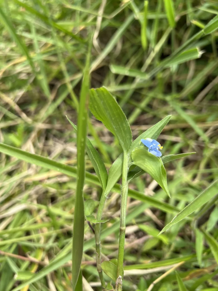 Commelina longicaullis (5)