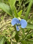 Commelina longicaullis (2)