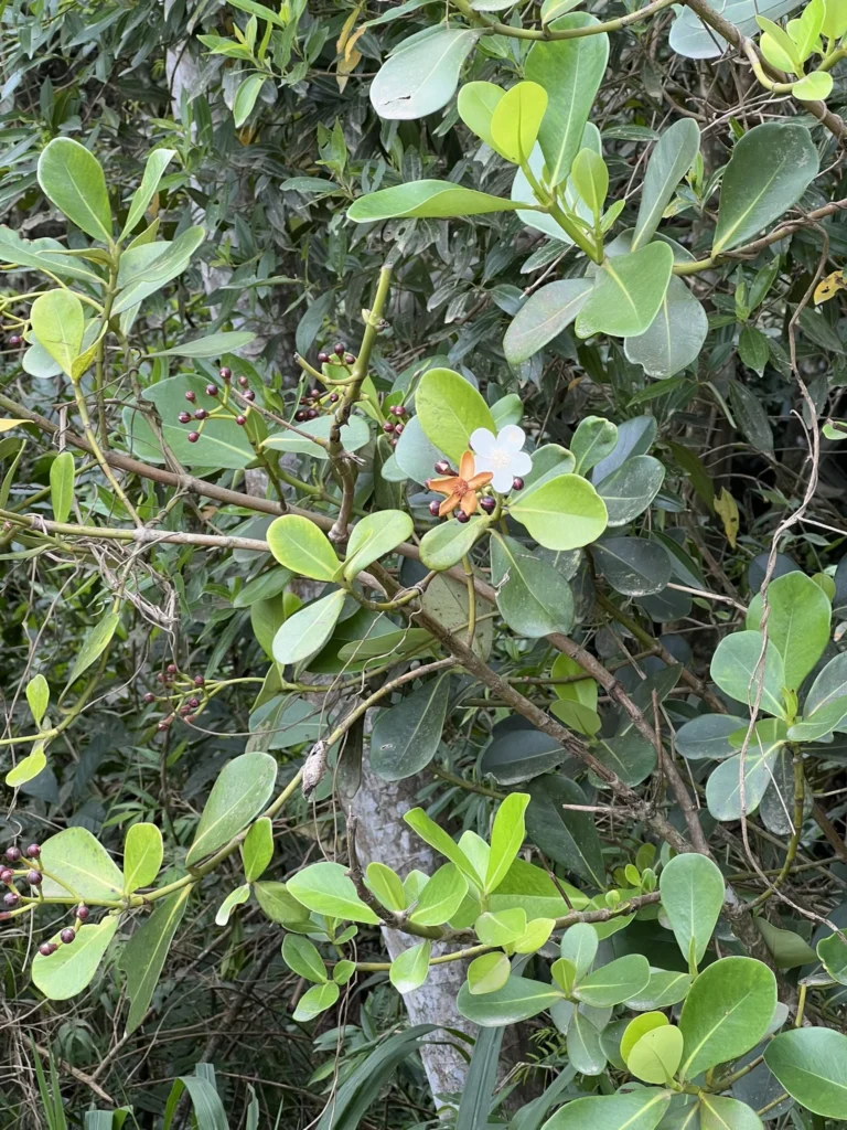 Clusia criuva (3)