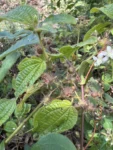 Clidemia hirta (3)