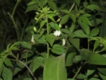 Tarenaya diffusa (4)