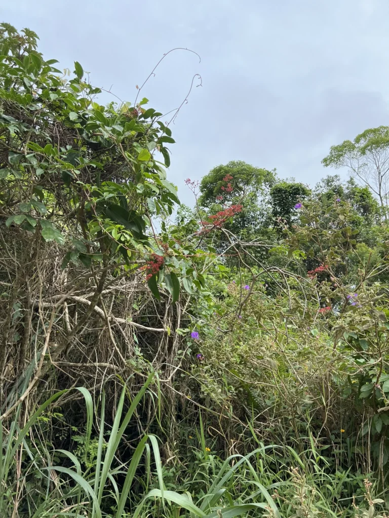 Cissus paulliniifolia (1)