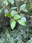 Chrysophyllum inornatum (7)