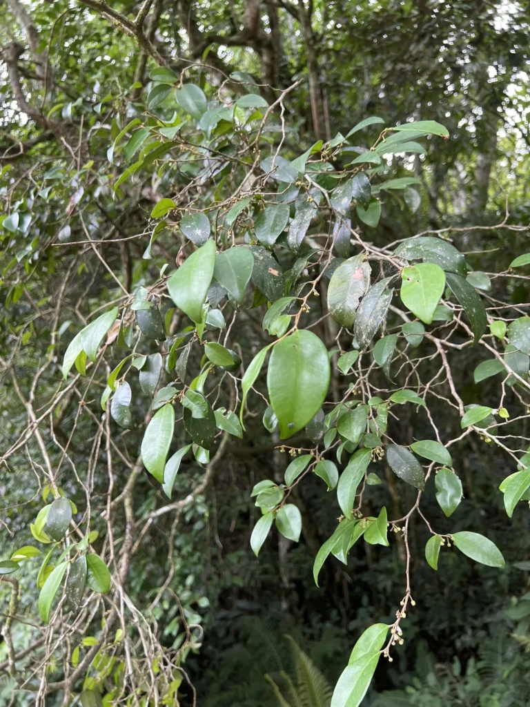 Chrysophyllum inornatum (8)