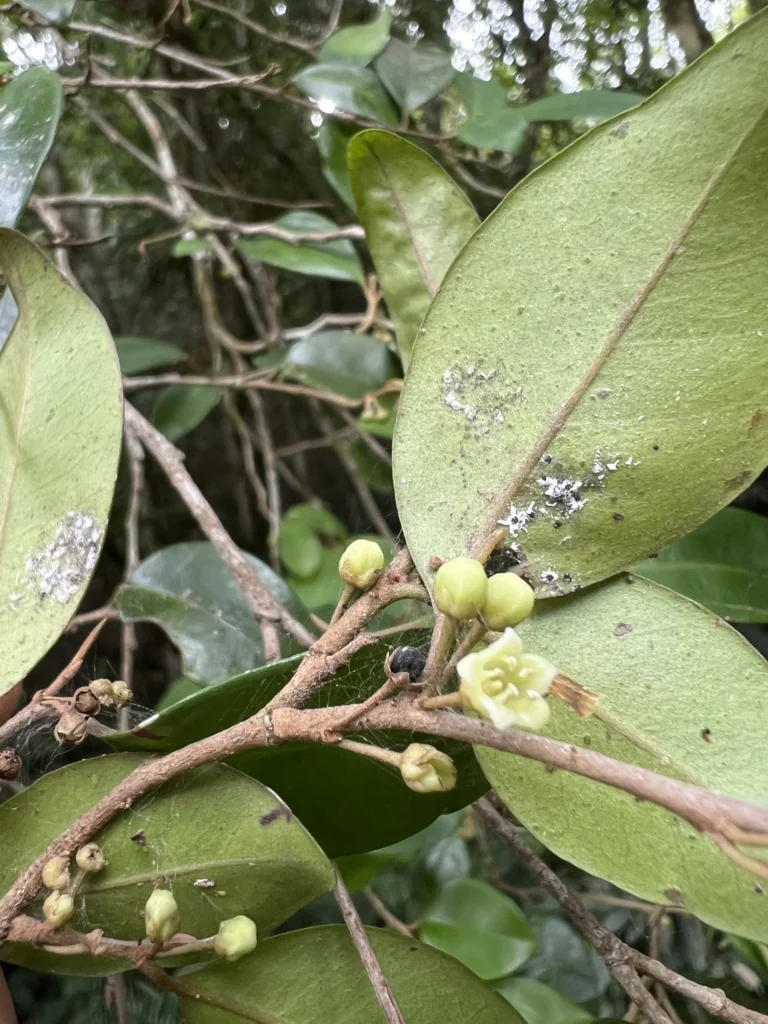 Chrysophyllum inornatum (4)