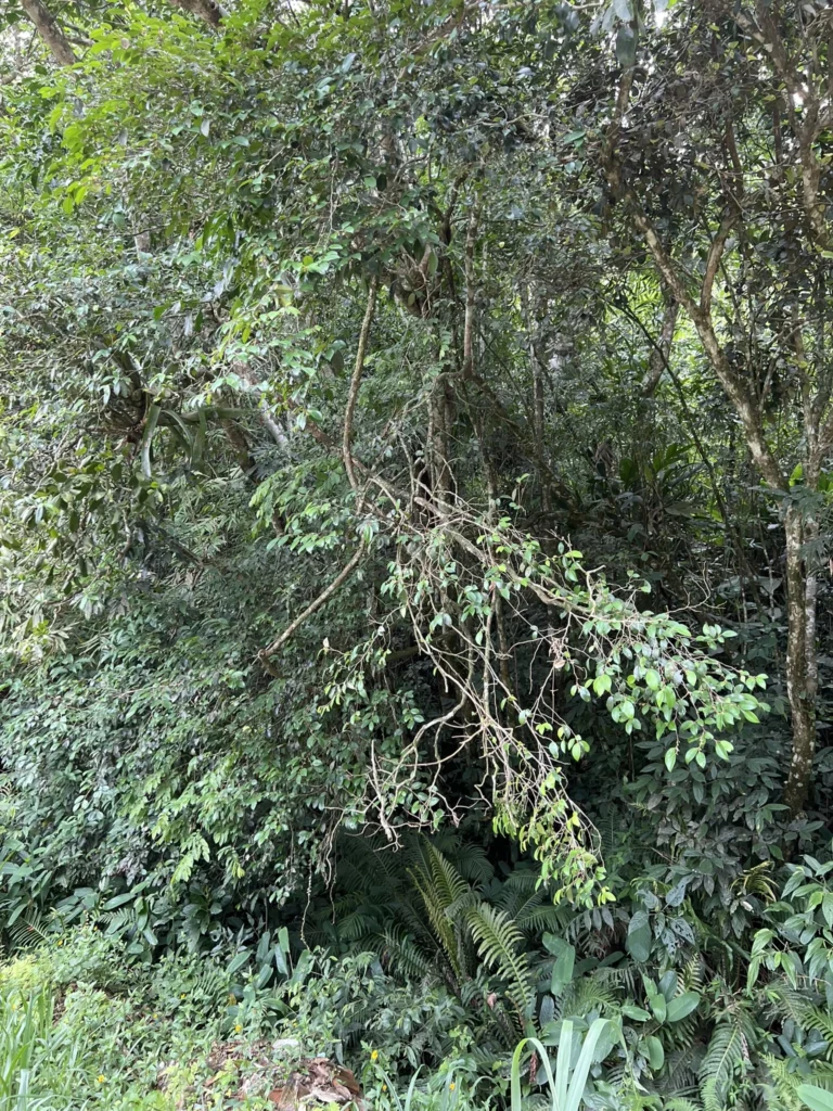 Chrysophyllum inornatum (1)