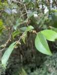 Chrysophyllum inornatum (2)