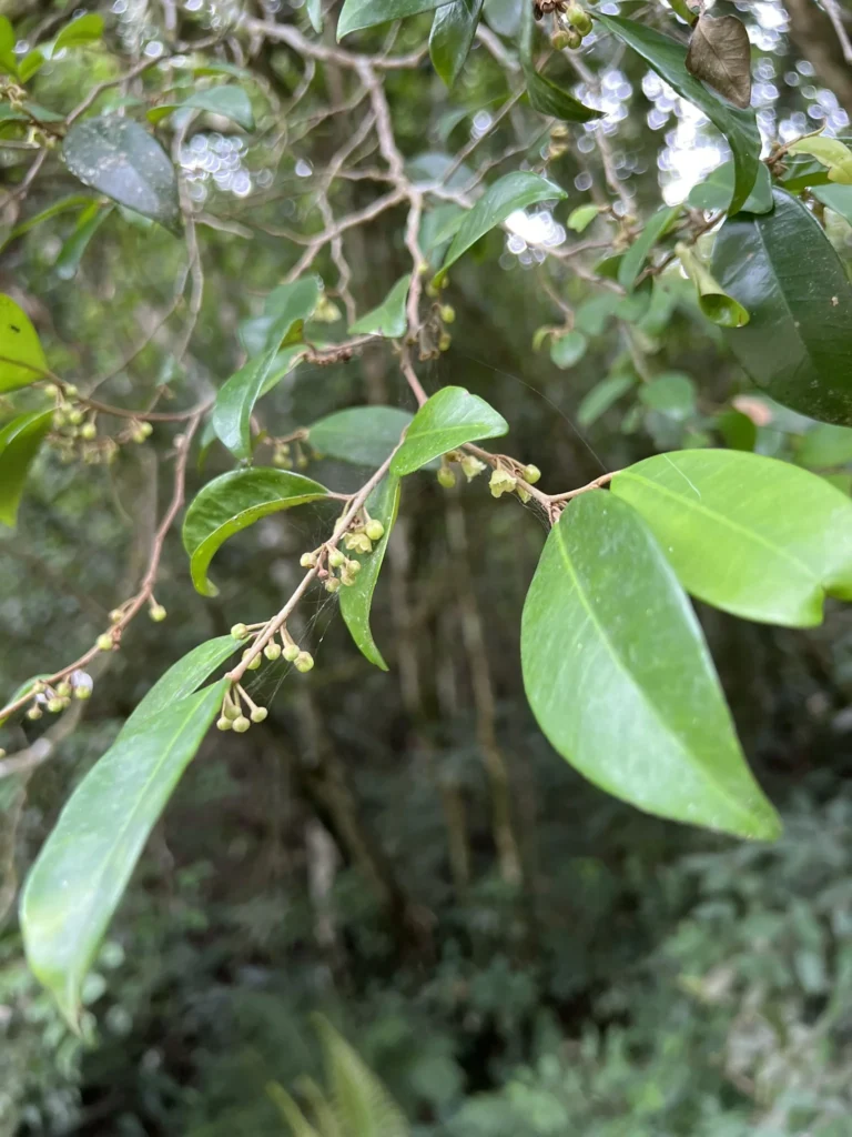 Chrysophyllum inornatum (2)