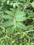 Chamaecrista nyctitans (2)