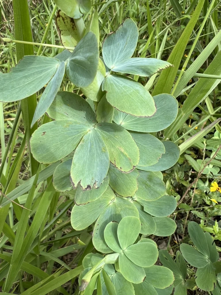 Chamaecrista desvauxii latistipula (5)
