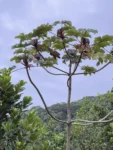 Cecropia glaziovii (3)