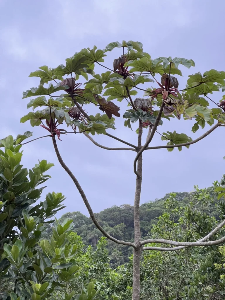 Cecropia glaziovii (3)