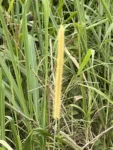 Cenchrus purpureus (1)