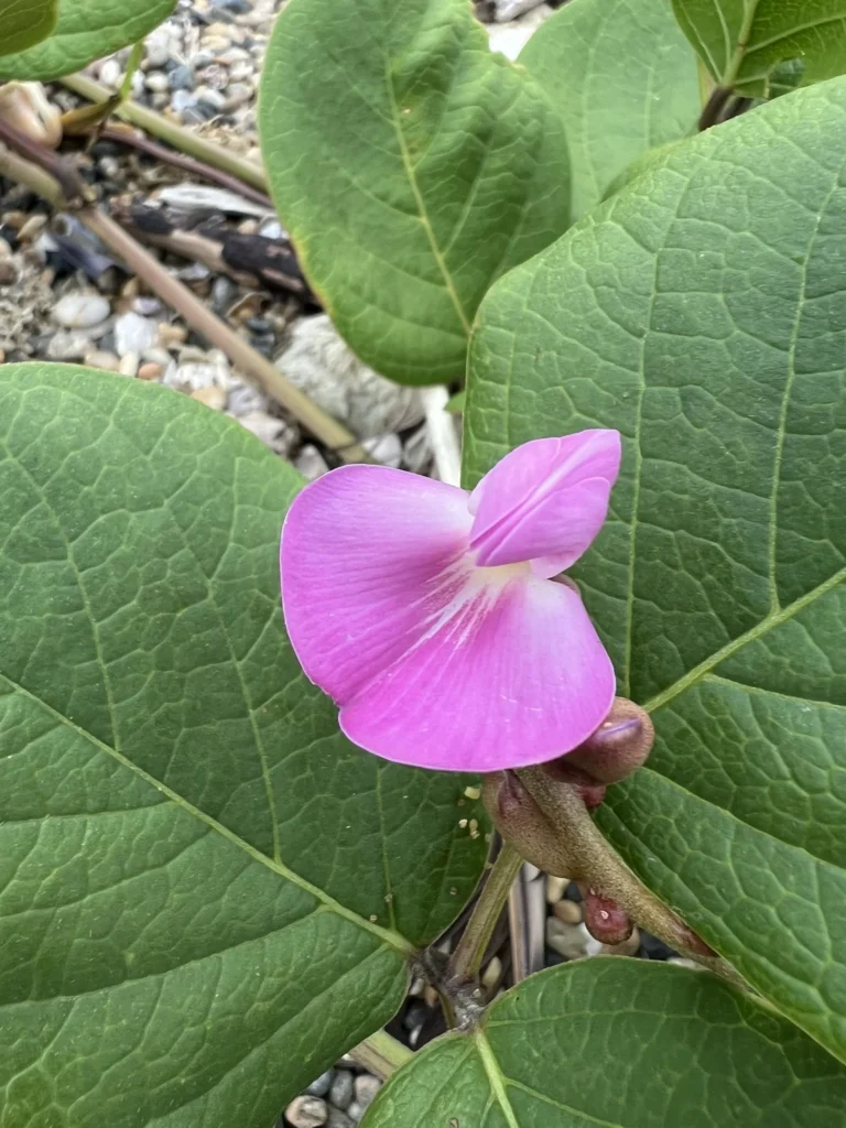 Canavalia rosea (5)